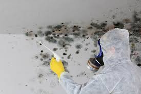 Best Basement Mold Removal  in Fosston, MN